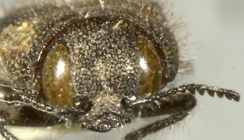 Media type: image;   Entomology 24405 Aspect: head frontal view